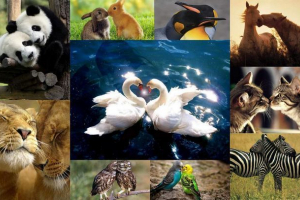 Любителі тварини: як висловити почуття без слів? Любителі тварини: як висловити почуття без слів?